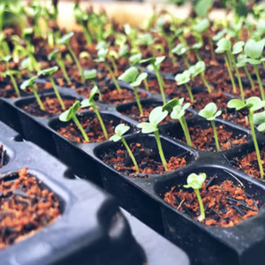 Bandeja de plástico para semillas de PS con 6, 8, 12, 18, 20, 24, 36, 40, 45 celdas para viveros de vegetales, bandeja de plástico para plántulas - Product Image 1