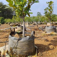 HOKBG 200 galon 760 Litre Anti-UV tugas berat anyaman tumbuh tas pohon jackhead tas menanam