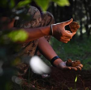 3 tự nhiên màu đen nam <span class=keywords><strong>Truffle</strong></span> lát khô> 2cm lớp lớn cung cấp số lượng lớn biểu tượng tùy chỉnh OEM - Product Image 5