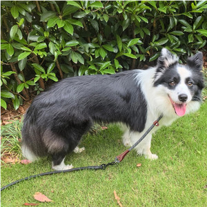 Tùy chỉnh phản quang Nylon chó đào tạo cổ áo phong cách đơn giản trượt cổ áo với cá nhân không kéo P cổ áo trượt Stopper - Product Image 6