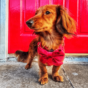 犬用ハーネスセットうんちバッグホルダーテディパピーラージ - Product Image 4