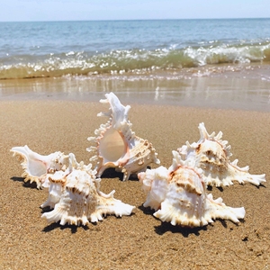 Coquille de remplacement pour hermit crab, coquille de conque naturelle, coquille de conque en gros, escargot à mille mains, escargot Kirin, paysage d'<span class=keywords><strong>aquarium</strong></span> - Product Image 6