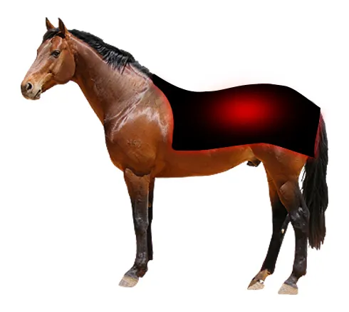 LED Red Light Near Infrared Light Pet Therapy Led Lamp Horse Red Light Therapy Pad Machine For Horse Back Full Body 660nm 850nm