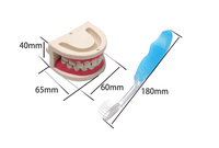 Modèle d'anatomie de la science médicale dentaire pratique faux orthodontique 20 modèle de dent humaine modèle de dents de démonstration humaine