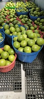 Premium verse groene pomelo, zoet, sappig, pitloos, roze vruchtvlees, citrusvrucht, 60-90 dagen rijp.