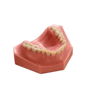 Modelo dental de resina da alta precisão 3d impressão