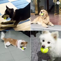 Balle pour animaux de compagnie en caoutchouc élastique, style tennis, résistante à l'usure, jouet interactif pour l'entraînement et le jeu de rapport, accessoire pour le nettoyage des dents, 6,5 cm