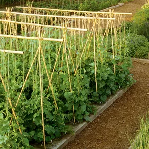 Eco-Freindly Natuurlijke Tonkin Bamboe Stok Voor Tuinbouw