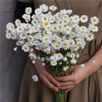 Rodan burung Rhodans buket bunga kering bunga aster kecil diawetkan rhodana putih kecil Helichrysum rhodium kering