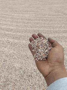 Gran oferta en semillas de Coix de VIET SEAFARM de alta calidad para la agricultura para exportar desde Vietnam - Product Image 5