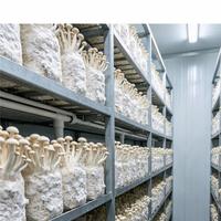 Projet clé en main de serre verticale en conteneur pour la culture de champignons, fournitures pour ferme en conteneur maritime