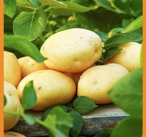 <span class=keywords><strong>Pomme</strong></span> <span class=keywords><strong>de</strong></span> <span class=keywords><strong>terre</strong></span> cultivée naturelle 100% biologique <span class=keywords><strong>de</strong></span> meilleure qualité à <span class=keywords><strong>prix</strong></span> compétitif <span class=keywords><strong>de</strong></span> Chine <span class=keywords><strong>prix</strong></span> d'usine <span class=keywords><strong>de</strong></span> gros - Product Image 3