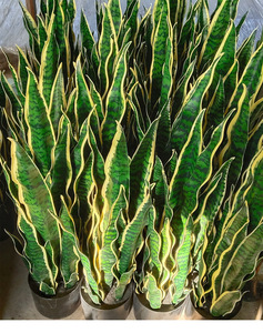 Planta Artificial <span class=keywords><strong>de</strong></span> Sansevieria en Maceta, Tacto Real, para Decoración Moderna del Hogar, Oficina u Hotel - Product Image 6