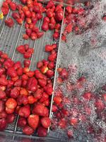 Fraises surgelées