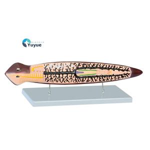 प्लेनेरियन एनाटॉमी शिक्षण मॉडल - Product Image 1