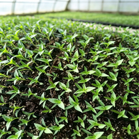 Plateau de semis en plastique PS à 288 cellules, plateau de semis agricole, plateau de semis pour serre, pots de culture pour plantes
