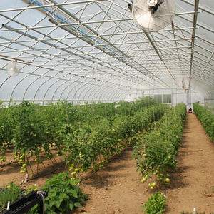Invernadero Grande de un Solo Vano para Cultivo de Hongos, Estructura Galvanizada, Lámina de PE, Sistema de Regulación de Temperatura, Humedad y CO2 - Product Image 4