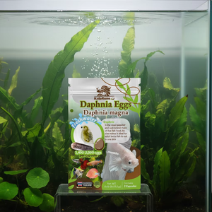 Œufs de Daphnia Magna (eau douce) — Pour l'éclosion en nourriture vivante pour poissons, fabriqués en Thaïlande, 100 % naturels - Product Image 1