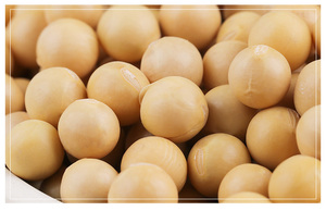 High <strong>Protein</strong> <strong>Food</strong> <strong>Grade</strong> Dried Soybeans Bulk Factory Direct Wholesale Supply - Product Image 2