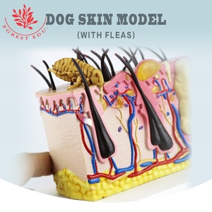 Piel Canina con <span class=keywords><strong>Mordedura</strong></span> Pulga modelo anatómico Piel Canina Perro Modelo - Product Image 2