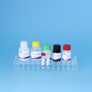 Kit ELISA de anticuerpos del virus de la arteritis equina | Prueba indirecta EAV | Kit de diagnóstico veterinario 96T - Product Image 6