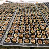 Ventes chaudes de substrat de semis rond pour la propagation des tomates et des concombres, plateau de semis, bouchons de laine de roche