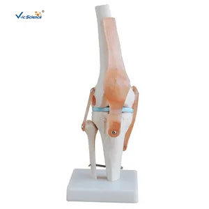 Skelett modell des lebensgroßen künstlichen Knie-anatomischen Gelenks
