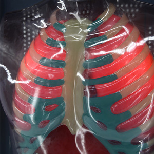 Modèle de mouvement respiratoire humain Qinghua, simulation du mouvement diaphragmatique, modèle cardio-pulmonaire humain, enseignement biomédical - Product Image 1