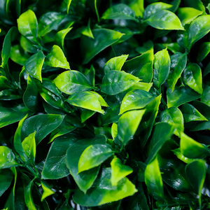 Mur végétal décoratif pour jardin, clôture en herbe synthétique, feuillage vert, plantes artificielles pour la décoration murale - Product Image 2
