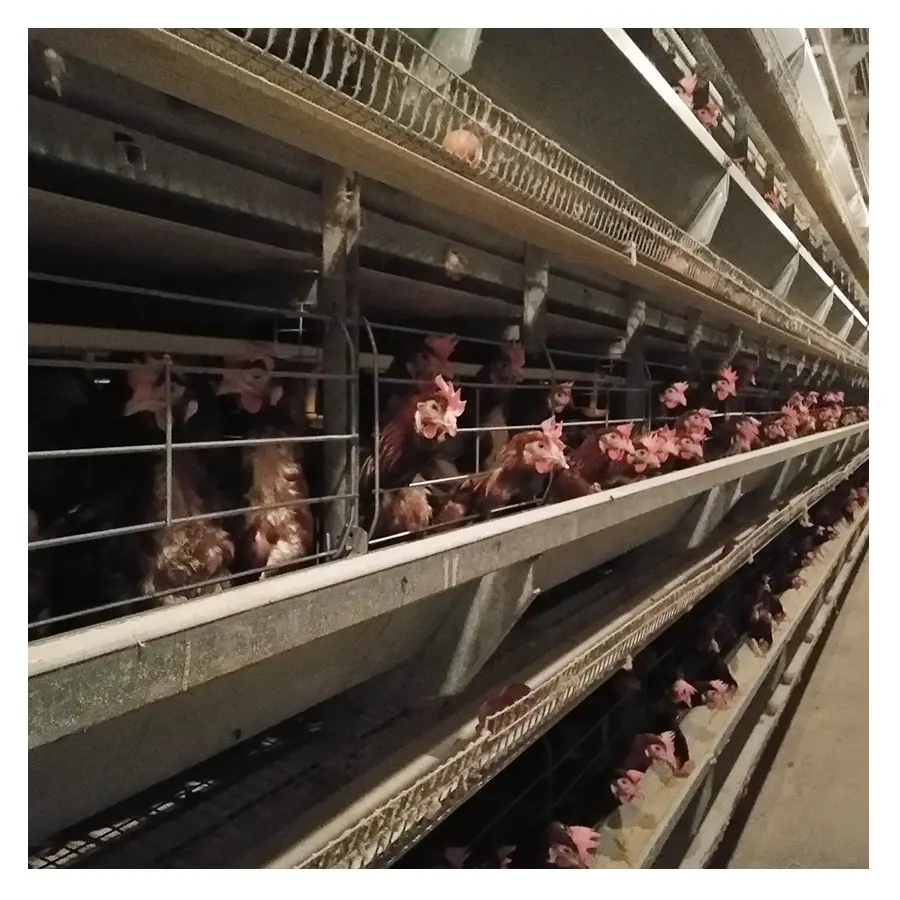 鶏の卵農機具レイヤーバッテリーケージ産卵鶏家禽ケージ