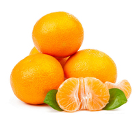 Crop Baru Jeruk Mandarin Tangerine Satsuma Orange