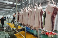 Chambre froide automatique pour viande avec moteur et boîte de vitesses -18~-25°C - Conservation écologique du bœuf, du porc et du poulet congelés