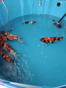 Équipement de pisciculture ZOE <span class=keywords><strong>pour</strong></span> l'élevage de poissons d'eau douce (silure, tilapia) en <span class=keywords><strong>bassin</strong></span> extérieur et intérieur - Product Image 2