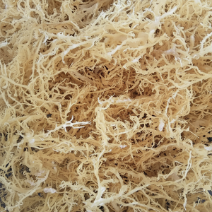 Algues dorées séchées Source du Vietnam pour le traitement de gelée et d'agar Bon prix pour 99 données d'or - Product Image 1