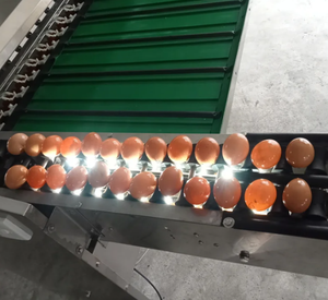 Máquina Automática de Clasificación y Calibración de Frutas, Verduras, Piñas, Aguacates y Cangrejos de Río, Fabricada en Acero Inoxidable 304 - Product Image 2