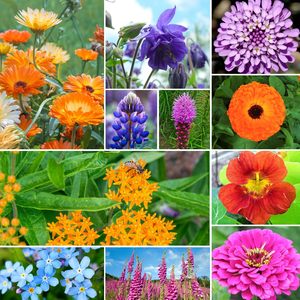 Kit de 24 variétés annuelles <span class=keywords><strong>vivaces</strong></span> fleurs jardin paquet sac <span class=keywords><strong>plante</strong></span> en colibri papillon mélange pour plancher <span class=keywords><strong>plante</strong></span> à utiliser pour les amoureux - Product Image 5