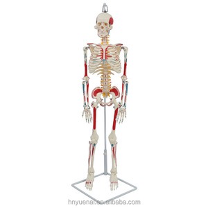 Modelo de Esqueleto <span class=keywords><strong>Humano</strong></span> Desmontable con Nervios Espinales, 85 cm, Material de PVC, Hueso Estándar, Equipo de Enseñanza Médica para Ciencias - Product Image 5