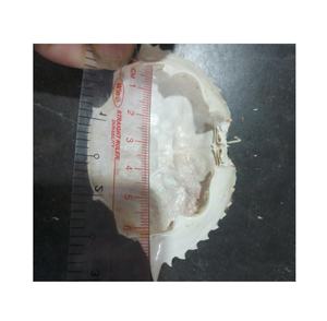 Concha de cangrejo seca para relleno, concha de cangrejo seca - Product Image 6