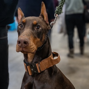 Logotipo personalizado Collar para mascotas suministros al por mayor táctico impermeable PU cuero vegano collar de perro grande y correa con asa - Product Image 6