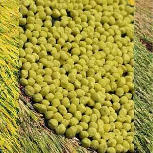 SA fertilizzante granulare solfato di ammonio <span class=keywords><strong>zolfo</strong></span> a base di lento rilascio - Product Image 3