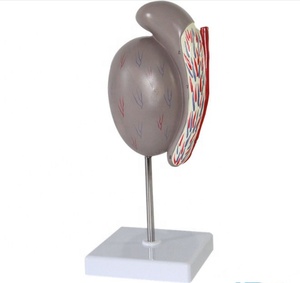 Testicoli umani in PVC ecologico CE/ISO - Product Image 2