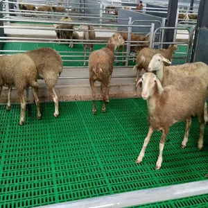 2023 Hot Sale Farming Equipment Pig/Goat/Sheep/Ram/Lamb Plastic Slat Flooring For Sale