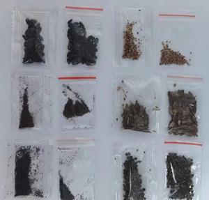 Beautiful Japanese Hibiscus Double Petal Large Coral Flowers For Courtyard Balcony Garden <b>Ornamental</b> Plant - Product Image 2