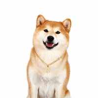 Woobulsland Collier pour chien et chat avec signe de dollar en cristal, plaqué or, léger, réglable, 4 tailles (XS-50 cm)