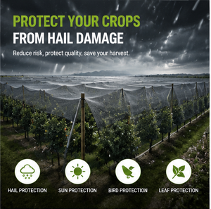 <span class=keywords><strong>Malla</strong></span> <span class=keywords><strong>Antigranizo</strong></span> de HDPE de Alta Resistencia <span class=keywords><strong>para</strong></span> Huertos, Árboles Frutales y Jardines, <span class=keywords><strong>Malla</strong></span> <span class=keywords><strong>Antigranizo</strong></span> Duradera <span class=keywords><strong>para</strong></span> Uso Agrícola - Product Image 2