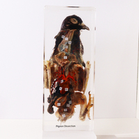 Spécimen d'animal réel en résine, taxidermie, dissection de pigeon, jouets éducatifs pour le lycée