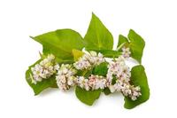 Pollen de sarrasin et pollen de seigle de qualité alimentaire, haute pureté, en gros