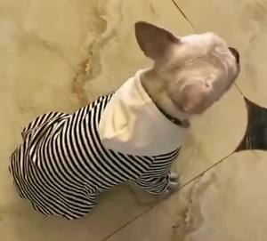 Jersey de manga larga <span class=keywords><strong>para</strong></span> cachorro, <span class=keywords><strong>ropa</strong></span> a juego <span class=keywords><strong>para</strong></span> perro y propietario, Primavera/otoño - Product Image 4