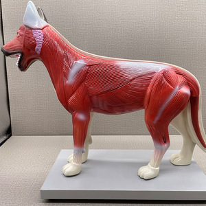 Modelo de Anatomía Canina - Especímen Muscular y Esquelético <span class=keywords><strong>Canino</strong></span> Grande para Enseñanza Veterinaria y Estudio de Ciencias Animales - Product Image 4