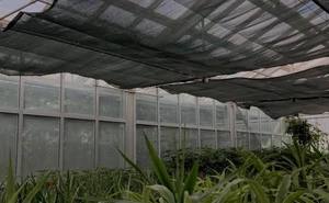 Serre professionnelle <span class=keywords><strong>à</strong></span> obscurcissement automatique pour la culture des fraises en phase de courte durée de nuit, avec système de sombriération automatique pour une meilleure fructification des baies - Product Image 3